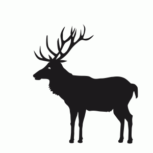 Hirsch